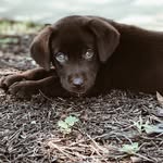 Hank Simpson - @hank_choclate_lab - Instagram