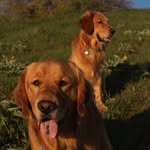 ADVENTURES OF HANK & STANLEY - @threegoldenboyss - Instagram