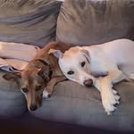 Emmy, Hank, Winnie & Stanley ❤️ - @win_and_stanley - Instagram
