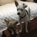 Hank & Stanley - @stankley18 - Instagram