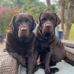 Hank & Stanley Hudson🐾 - @hudsonlabradors - Instagram