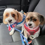 Hank and Stanley - @hank.and.stanley - Instagram