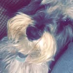 Hank Lee Stanley - @_hank.the.cow.dog_ - Instagram