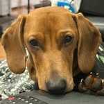 Hank, Rosie and Stanley - @12_short_legs - Instagram