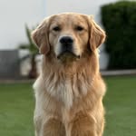 Hank Stanley - @hankthegoldenpupp - Instagram