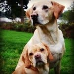 🐶Stanley And Hank Mackie🐶 - @hank_and_stanley - Instagram