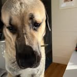 Hank Steed - @hank.basil.steed - Instagram