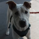 Hank - @hankster.da.gangster - Instagram