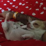 Hank Purzelkowski - @hanksternk138 - Instagram