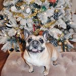 Hank The Frenchie - @hanksterthetankster - Instagram