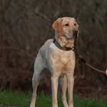 Hank the Tank - @the_hankster_tankster - Instagram