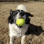 Hankster Evans - @hanksterpants - Instagram