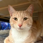 Hank “Marvin Gaye” Stone - @hank.you.very.meowch - Instagram