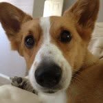 Hank Stone - @hankapotamusthecorgi - Instagram