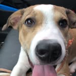 Hank Stone - @lil_hanky_tank - Instagram