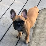 Hank Carl McKoy Strong - @friends_of_hank - Instagram