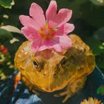 hank the bullfrog - @strongmanhank - Instagram