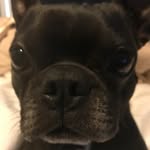 Hank Sullivan - @hank_is_a_dog - Instagram