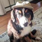 Hank Sullivan - @hank.hankering - Instagram