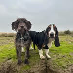 Hank&Sullivan - @hankhoundandsullydoodle - Instagram