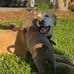 Hank and Tate - Facebook