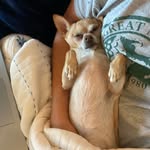 Chelsey - @hanktodd12345 - Instagram