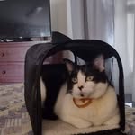 Hank Todd - @hanktodd - Instagram