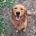 Hank Todd - @hank.the.dog.17 - Instagram