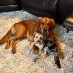 HANK + TOMMY - @hankandtommy_ - Instagram