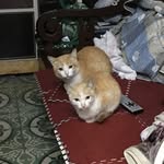 Hank Tom - @hanktom3388 - Instagram