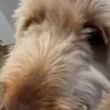 Hankston - @lilhanko23 - TikTok