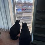 Burt and Hank Torres - @theadventuresofburtandhank - Instagram