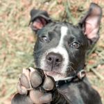 Hank turner🐾 - @hankie_pankie123 - Instagram