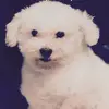 hankvasquez230 - @hankvasquez230 - TikTok