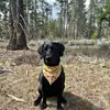 hank_theadventurer - @hank_theadventure - TikTok