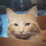 Hank Venture - @hankenpanken - Instagram