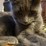 Hank Venture - @venturegreycat - Instagram
