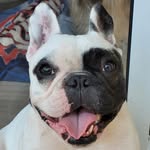 🐾 Hank Voight 🐾 - @hankvoightbuldogue - Instagram