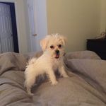 Hank Walker - @hankthetank_w - Instagram