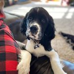hank walker - @hankie_pankie_walker - Instagram