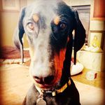 Hank Walker - @hankthedoberman - Instagram