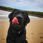 Hank Walker🐾 - @hank_walker - Instagram