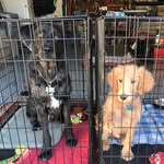 Hank & Wallace - @wallacenhank - Instagram