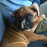 Hank Wallace - @hankwtheboxer - Instagram