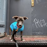 Hank Wallace - @hangswithhank - Instagram
