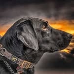 @hankwallacejr - Instagram