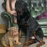 Kaesar Hank Wallace - @woofs_and_hoof - Instagram
