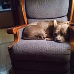Hank Williamson - @williamsonhank60 - Instagram