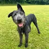 Hank the wolfhound - @hank.the.wolfhoun - TikTok