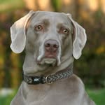 Hank Wolf - @h_wolf151 - Instagram